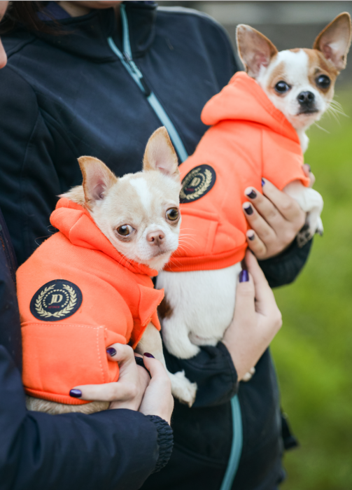 Dwa chihuahua w pomarańczowych bluzach dla psa z kapturkiem i naszywką JD
