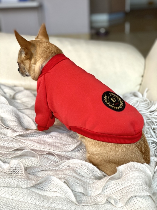 Chihuahua w czerwonej bluzie dla psa z pluszowym podszyciem, widok z boku