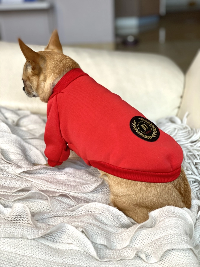 Chihuahua w czerwonej bluzie dla psa z pluszowym podszyciem, widok z boku